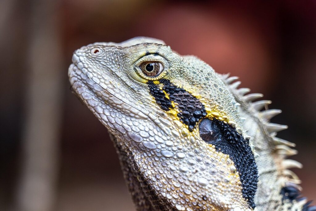 dragon frilled lizard care