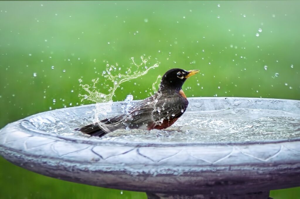 exotic bird dust bathing