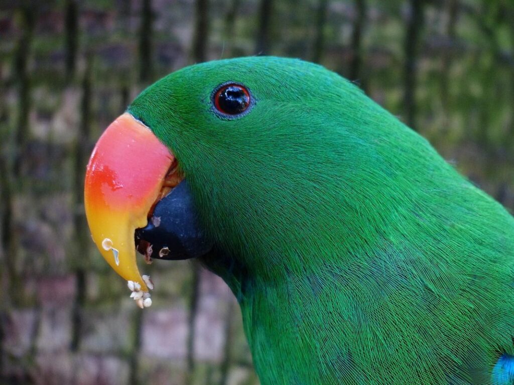 eclectus parrot life expectancy