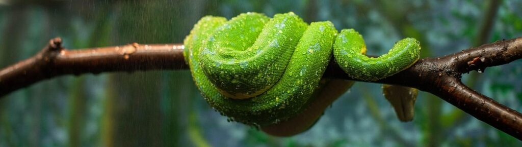 emerald tree boa behavior