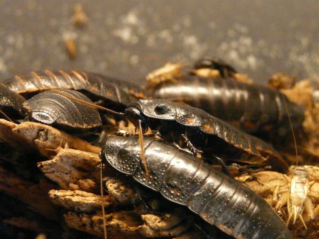 emerald cockroach