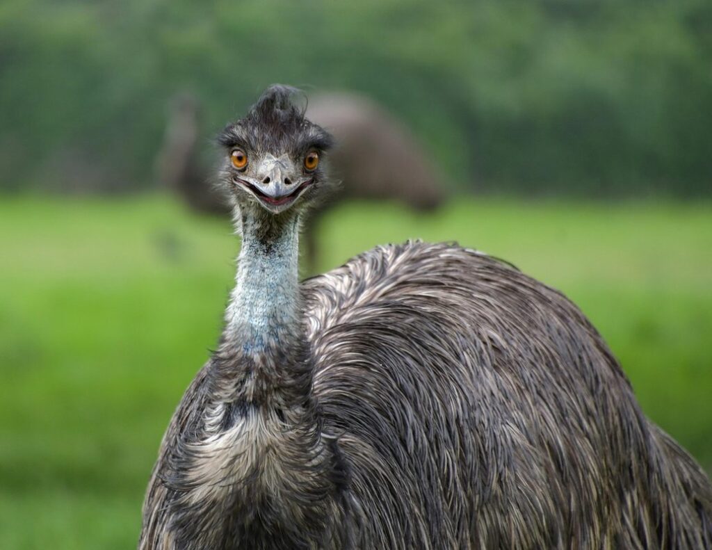 an emu bird