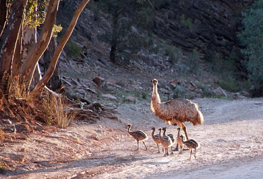 emus diet