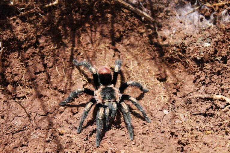euathlus truculentus