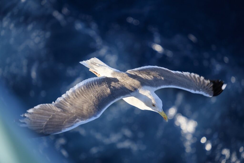 exotic bird flight training