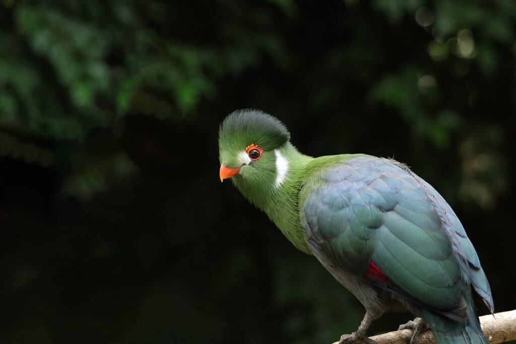 avian grooming for exotic birds