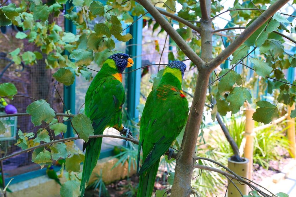 exotic bird wing care