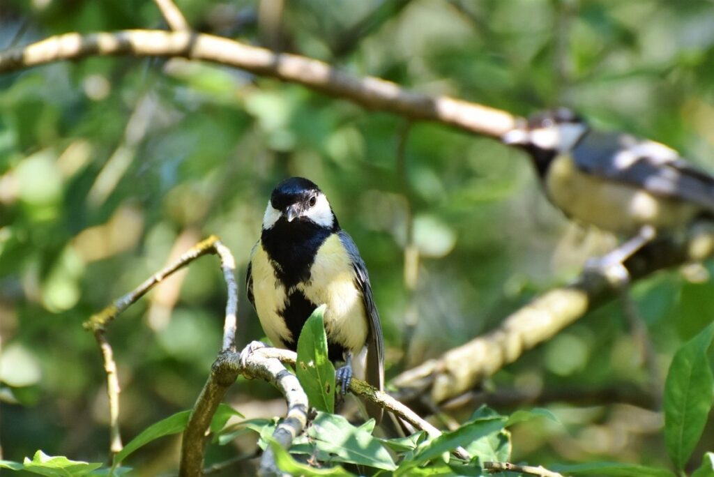 exotic bird foraging instincts