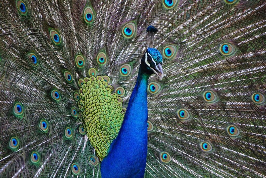 avian health tips for exotic birds