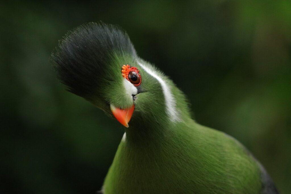 personality traits of exotic birds