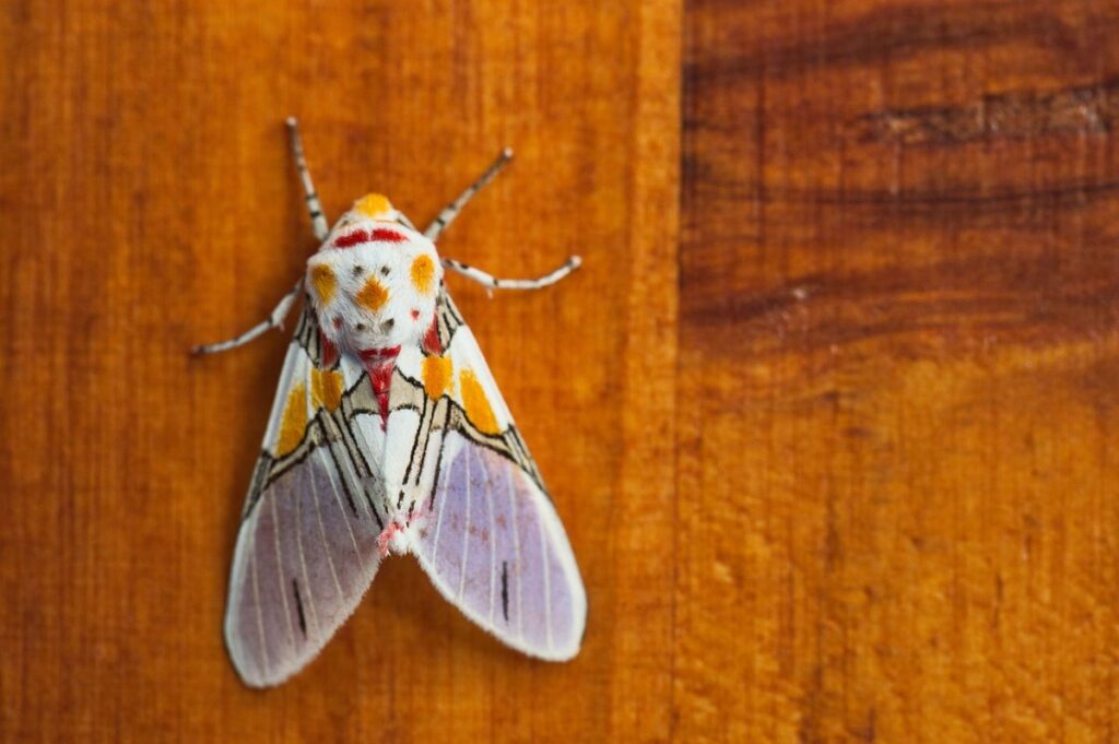exotic bugs as pets