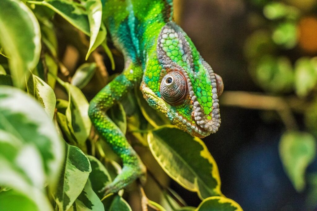 exotic chameleon