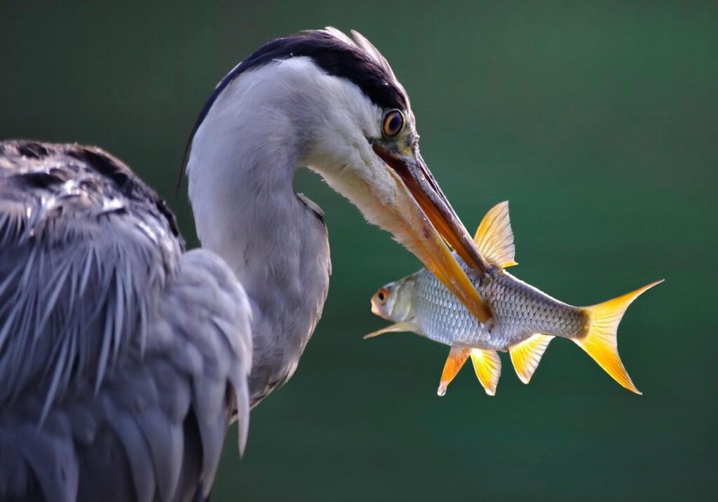 exotic fish behavior traits