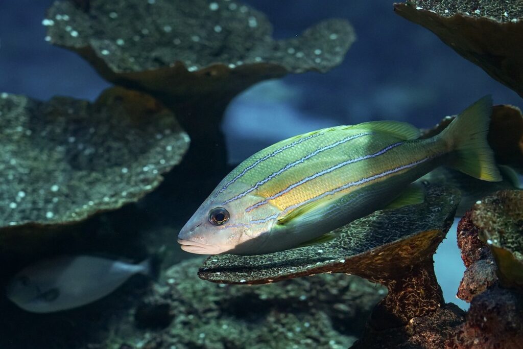 exotic fish habitat preferences