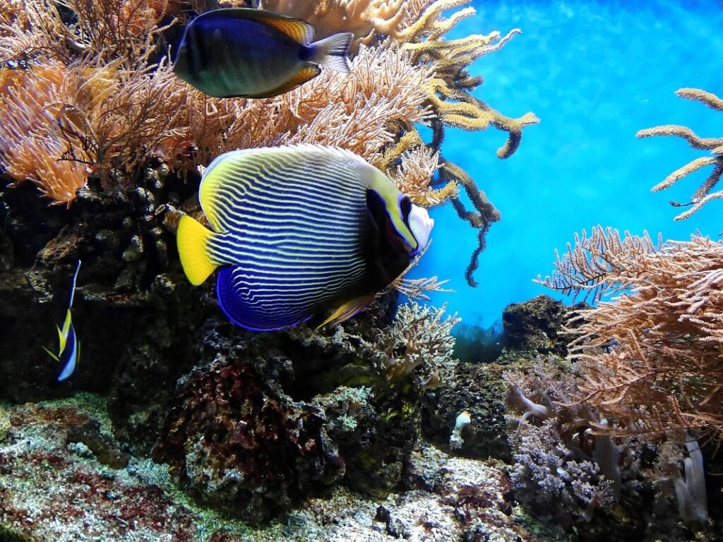 exotic fish species traits