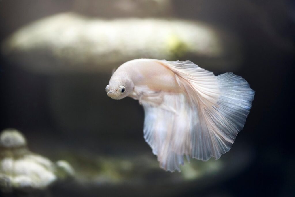 exotic fish tank setup