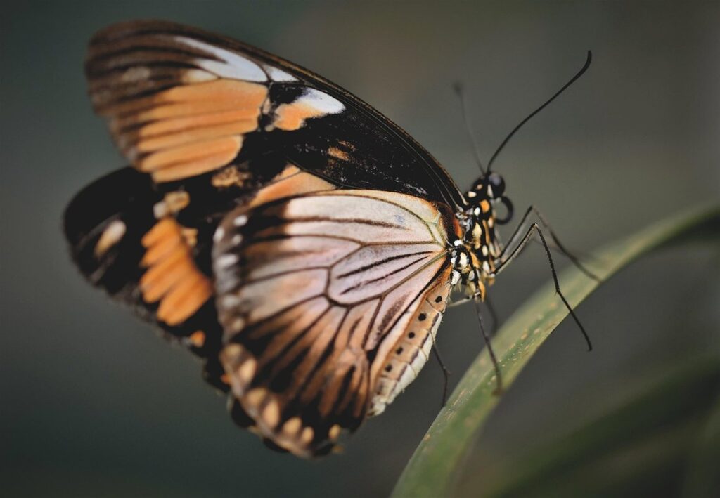 exotic insects as pets