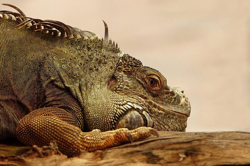 exotic reptiles online