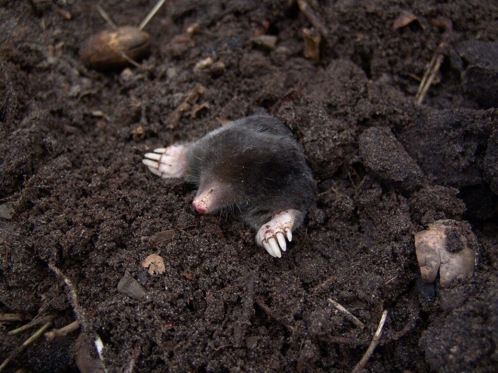 small exotic mammal digging behavior