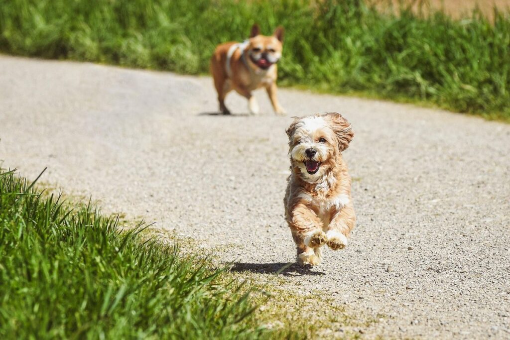 small exotic mammal exercise needs