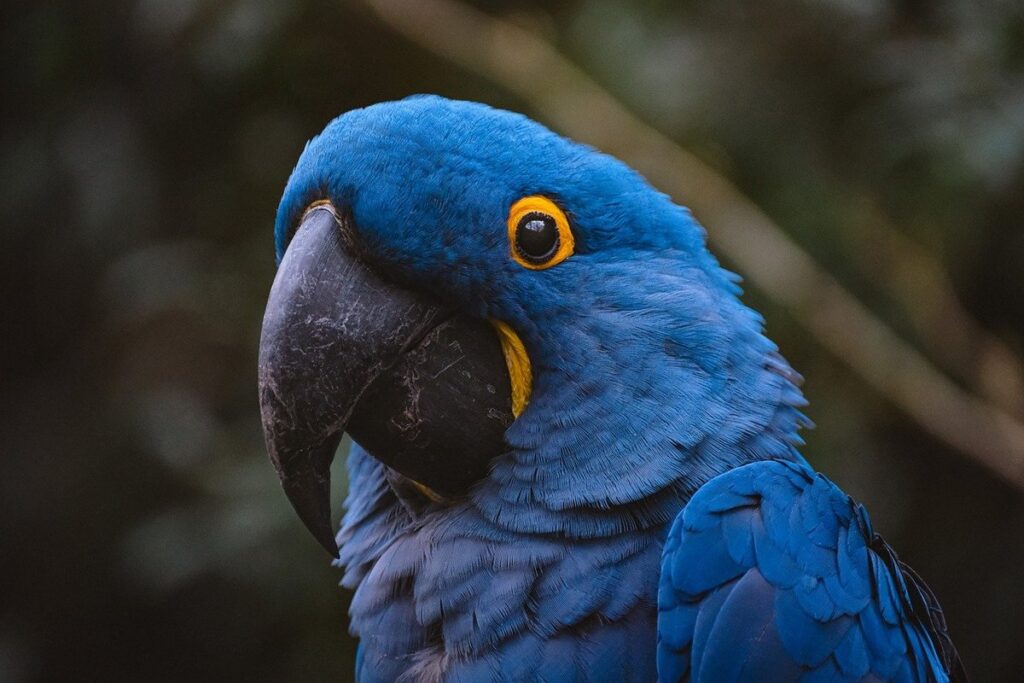Exotic Pet Laws
