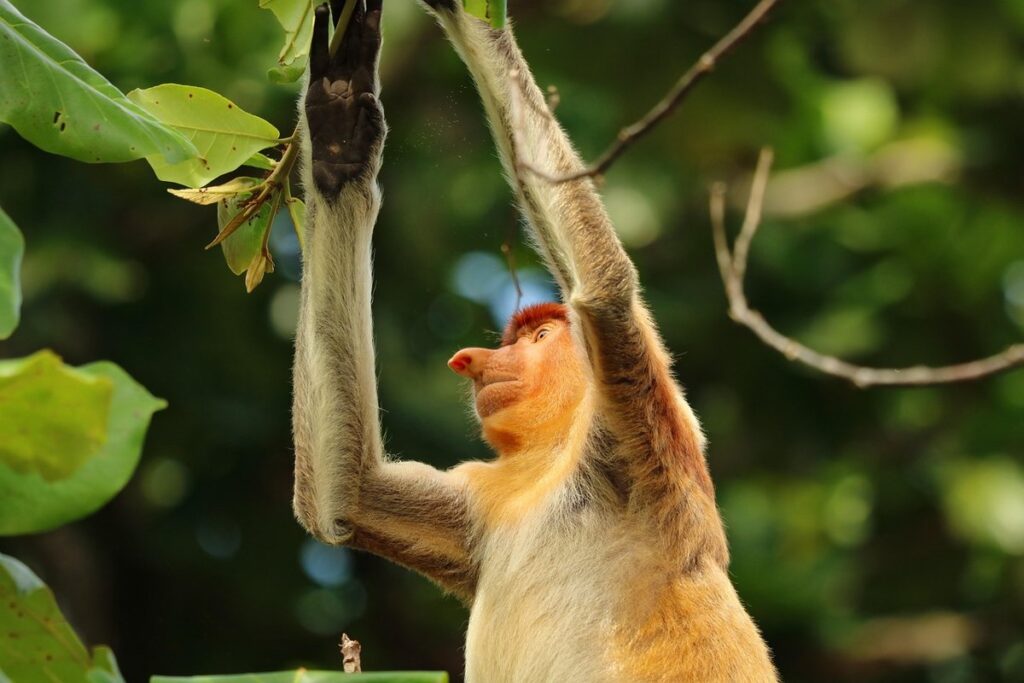 owl monkey as an exotic pet