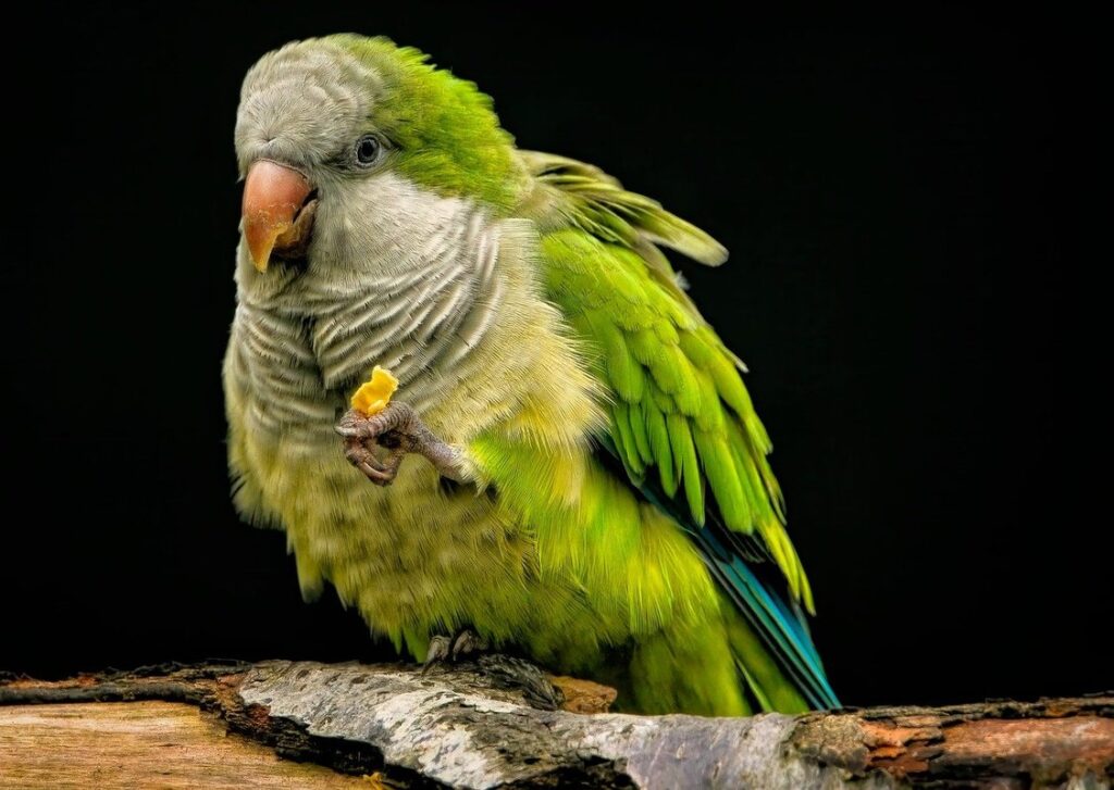 what is the best exotic pet
