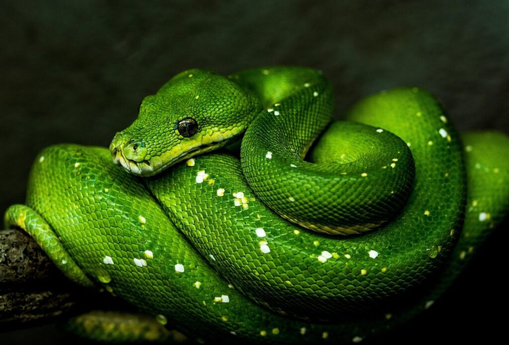 exotic pythons