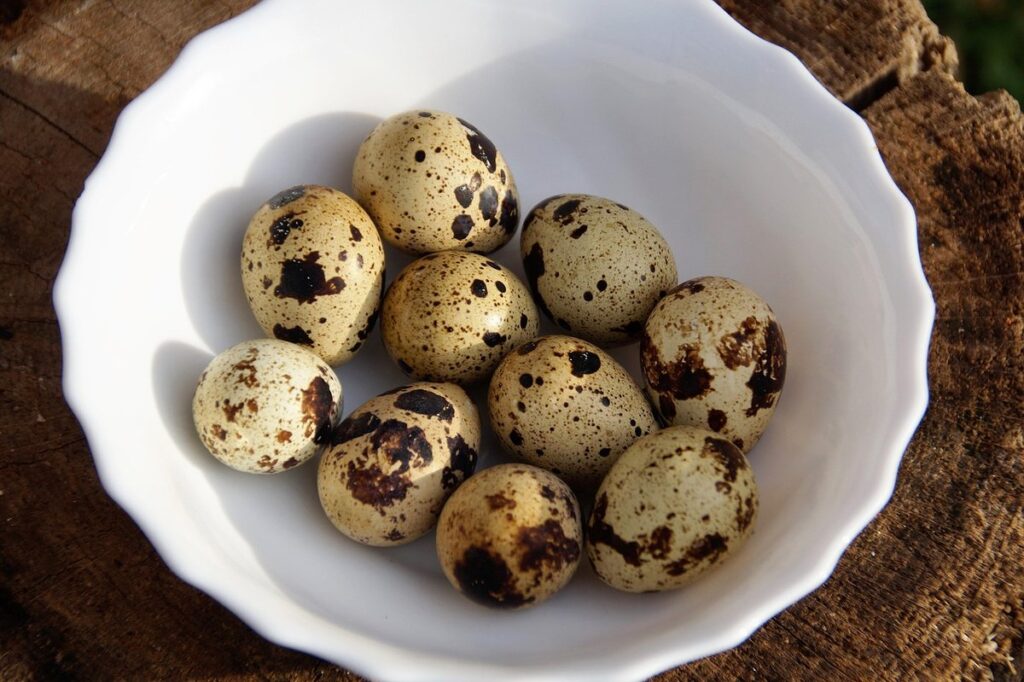 exotic quail