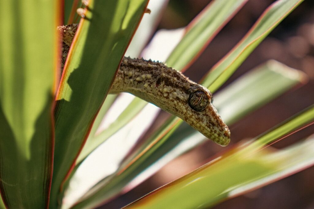 fat tail gecko
