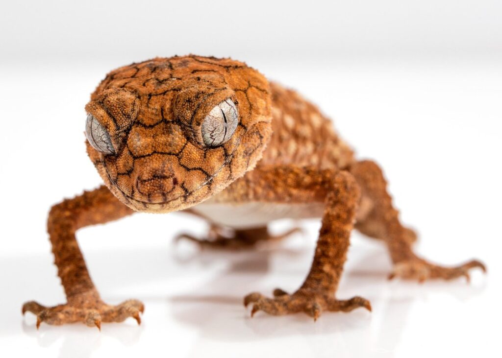 fat tailed geckos