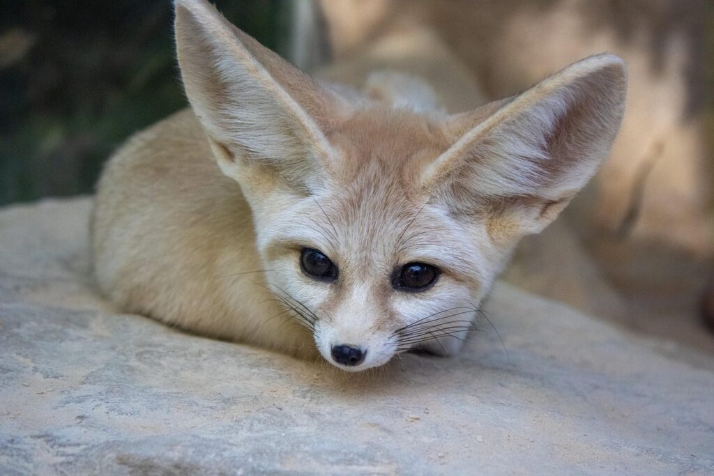 fennec fox pet