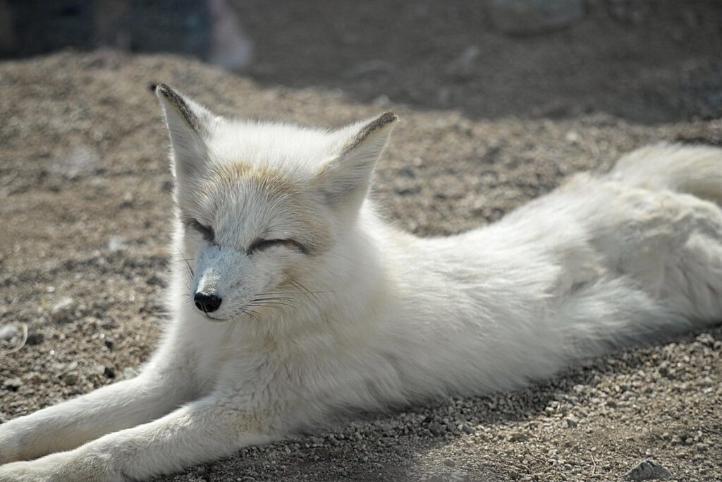 fennec fox sleep