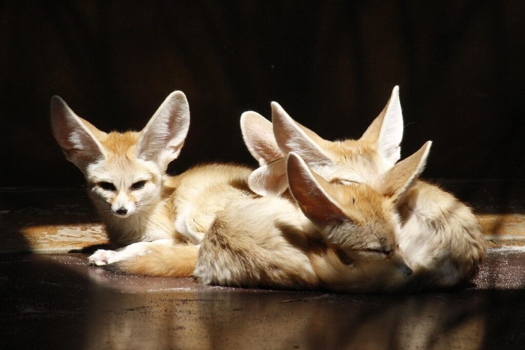 5 interesting facts about fennec foxes