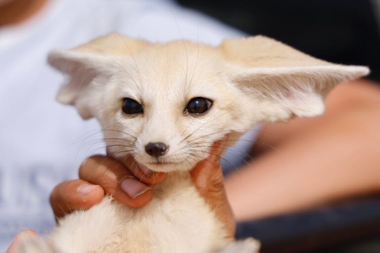 are fennec foxes domesticated