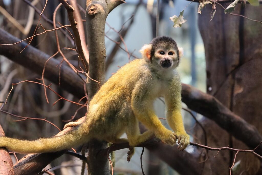 finger monkey lifespan