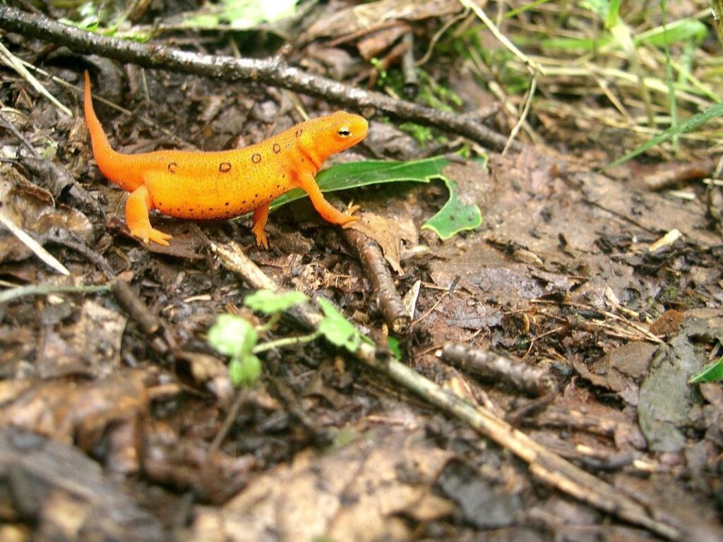 fire newts