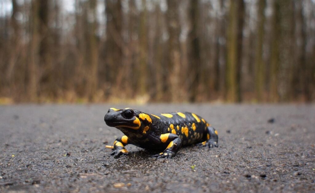 salamanders as exotic pets
