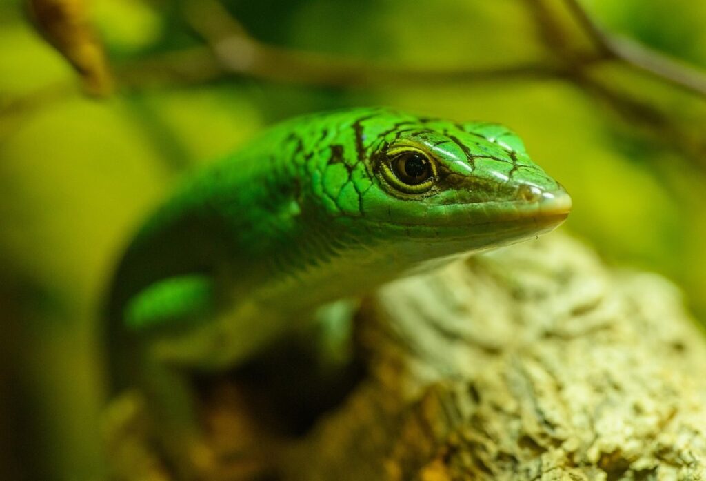 peters banded skink