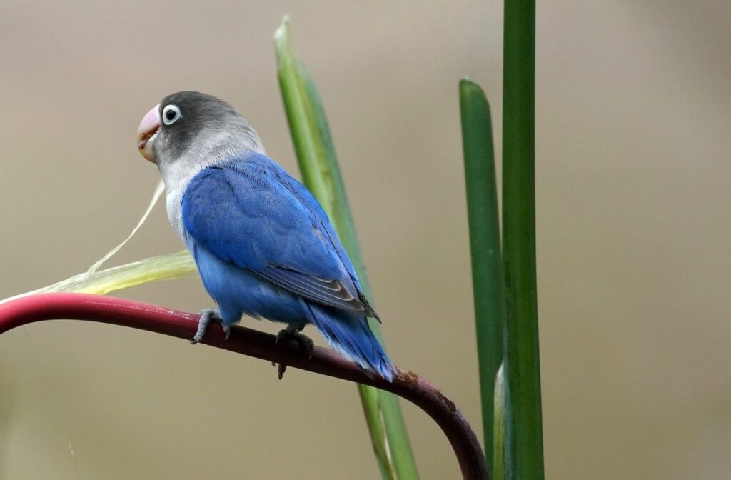 fischer’s lovebird lifespan