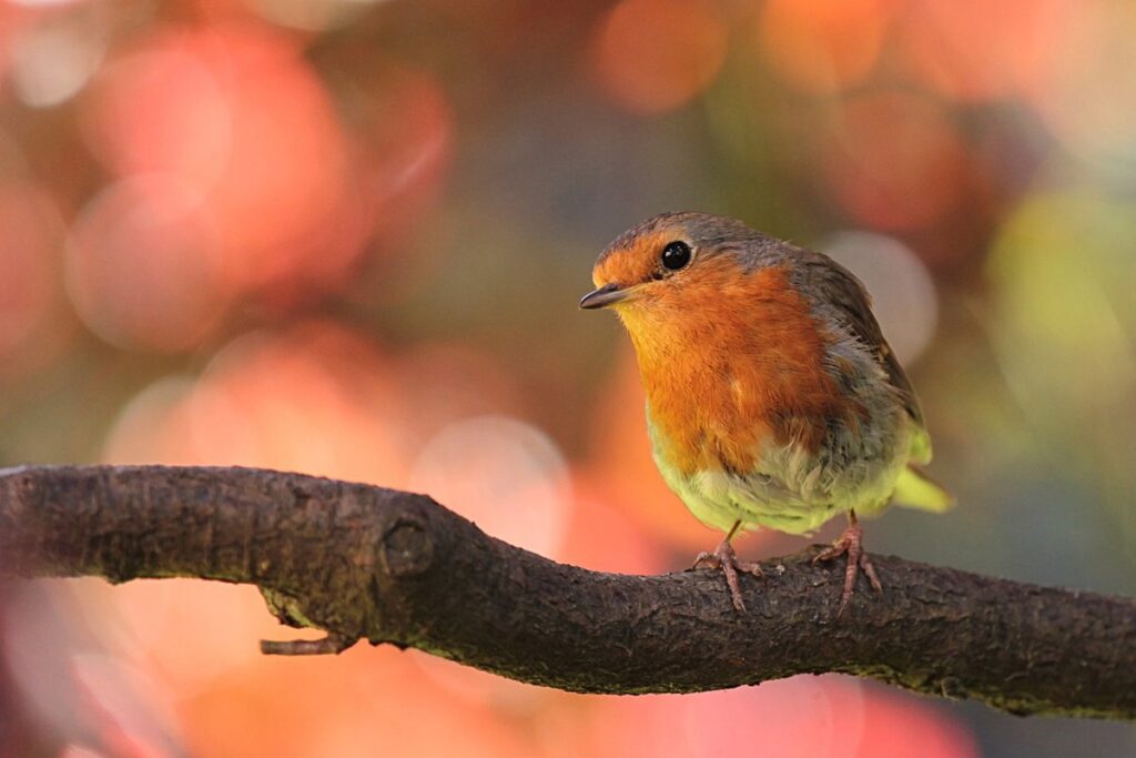 fleas in birds