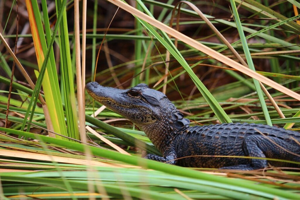 florida reptile information