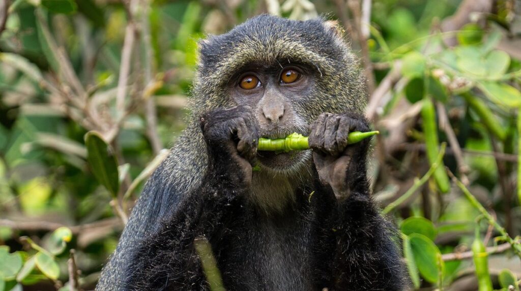 foods monkeys eat