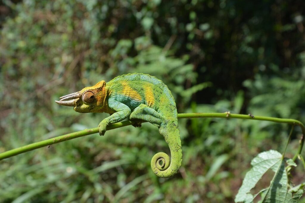 four horned chameleon