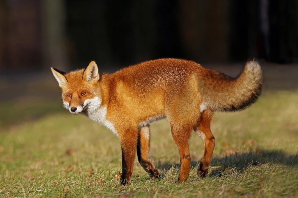 domesticated red fox