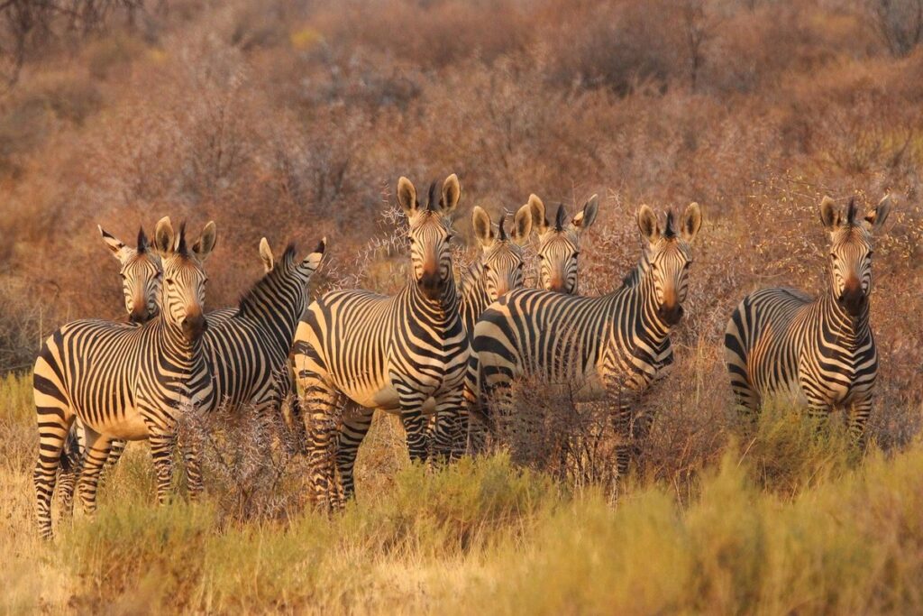 foxes in africa