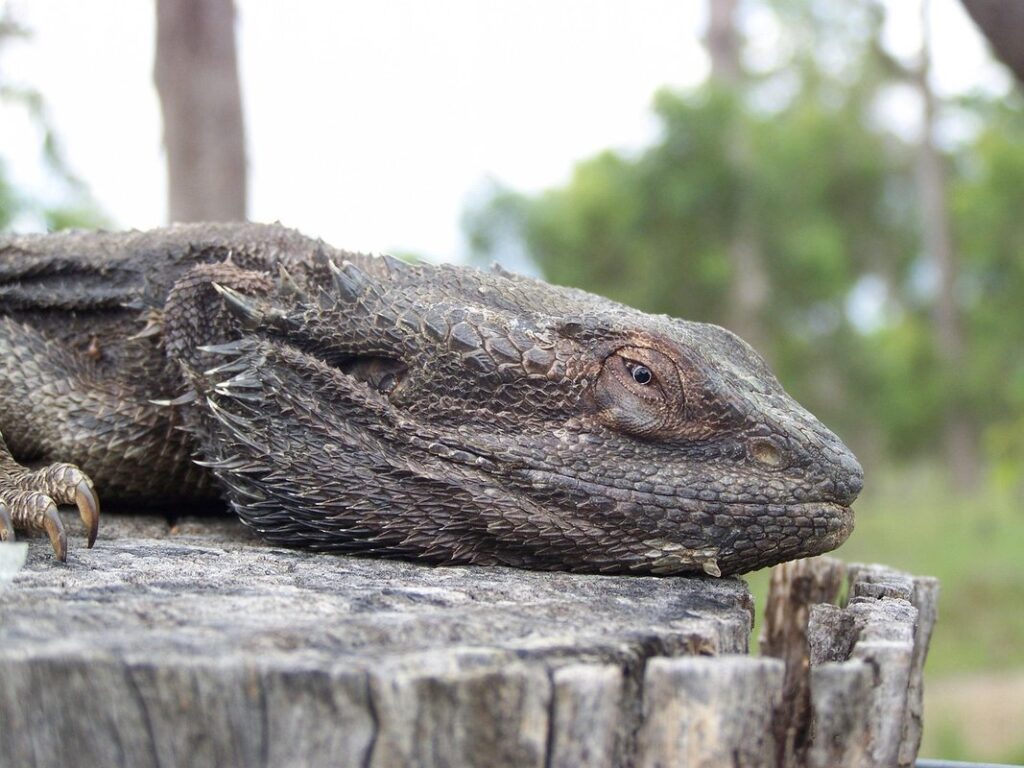 frilled dragon