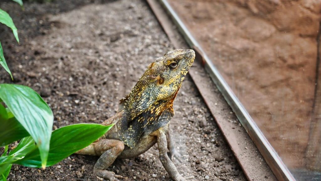 frilled lizard characteristics