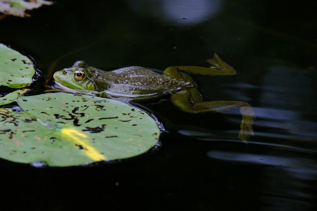 frog breeds for pets