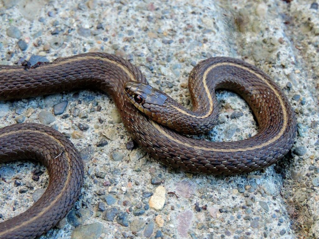 baby garter snake